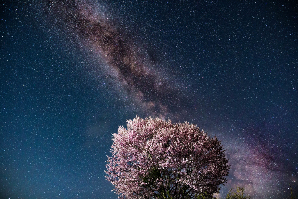 宇宙桜