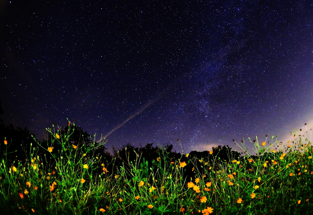 Kibana　Cosmos