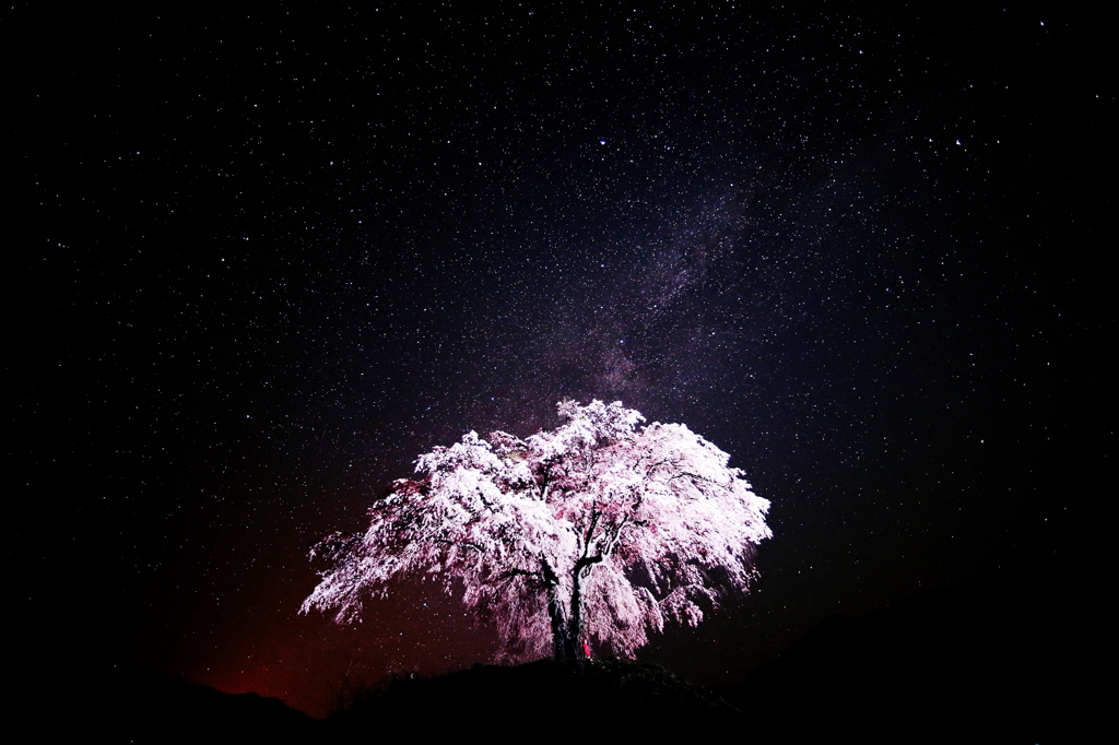 闇浮桜