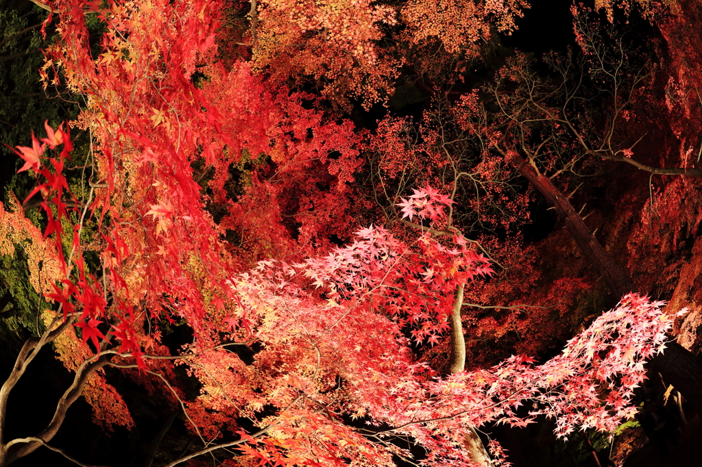 百紅繚乱