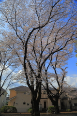 大きな桜の木の下で