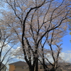 大きな桜の木の下で