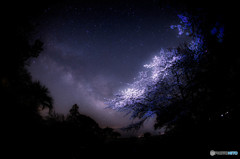 風に吹かれて夜空に舞い上がった桜の花が星になったといふお話