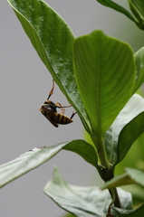 leaf climｂing
