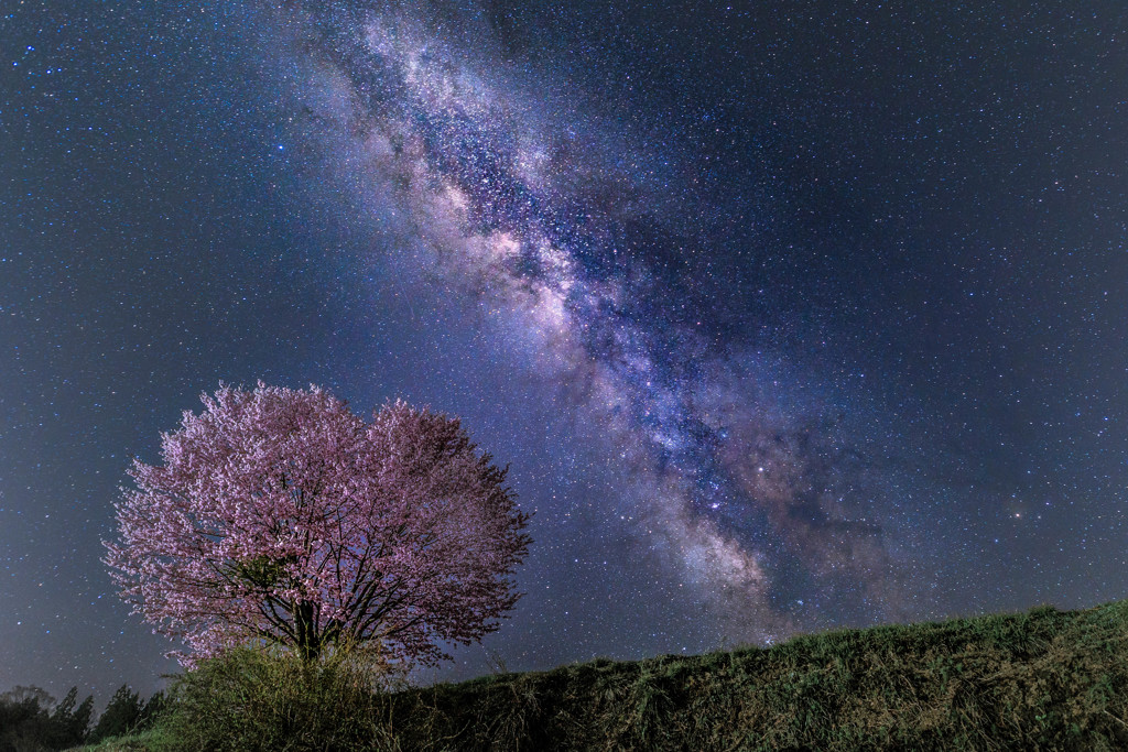 孤高に咲く