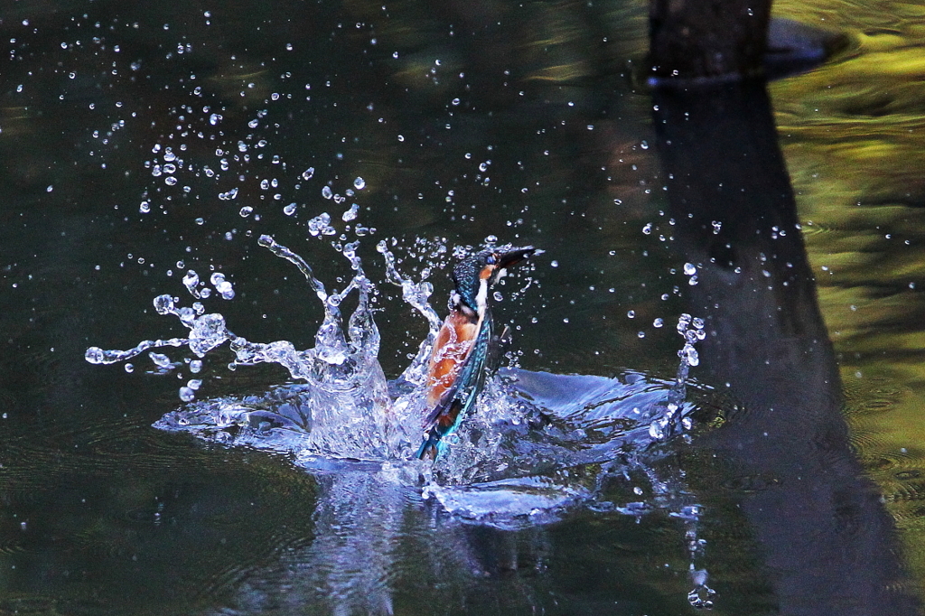 Splash