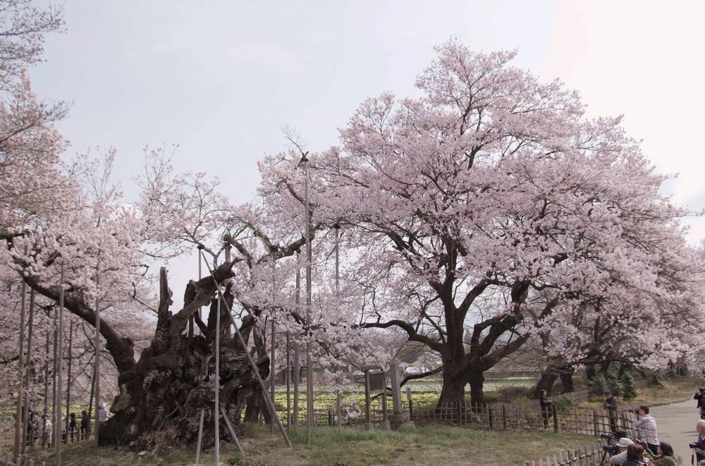 親子桜