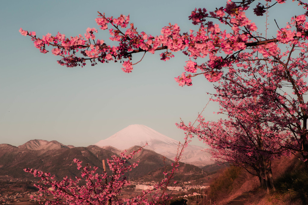 春枠