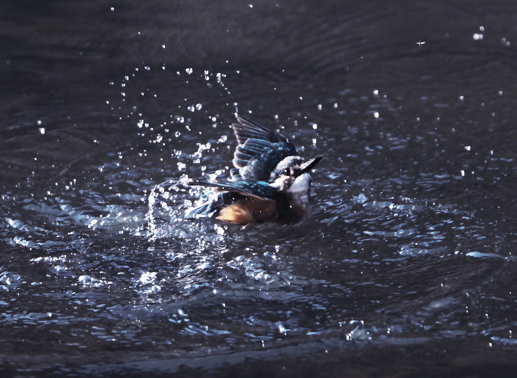ただの水浴び
