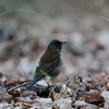 寺家冬の野鳥図鑑Ⅵ～とっても保護色なシロハラさん～