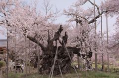 山高神代桜・・・・不屈の桜　