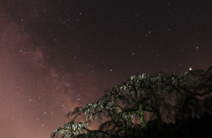 長興山（小田原）　枝垂れ桜