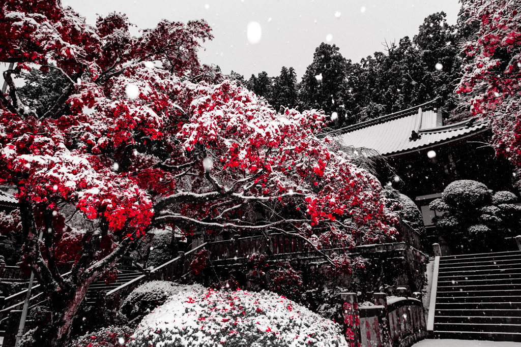 紅につもる白
