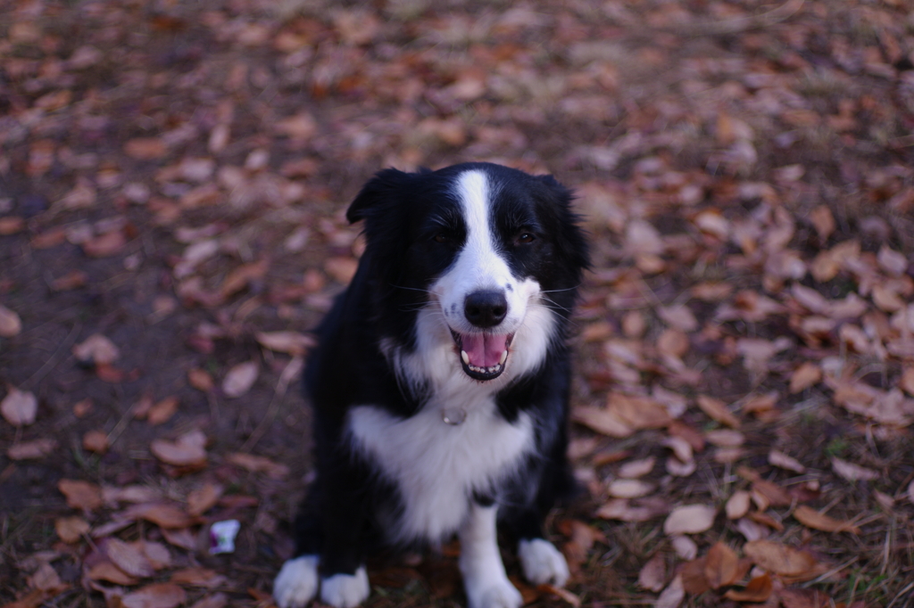 目線を合わせる犬