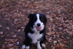 目線を合わせる犬