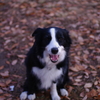 目線を合わせる犬