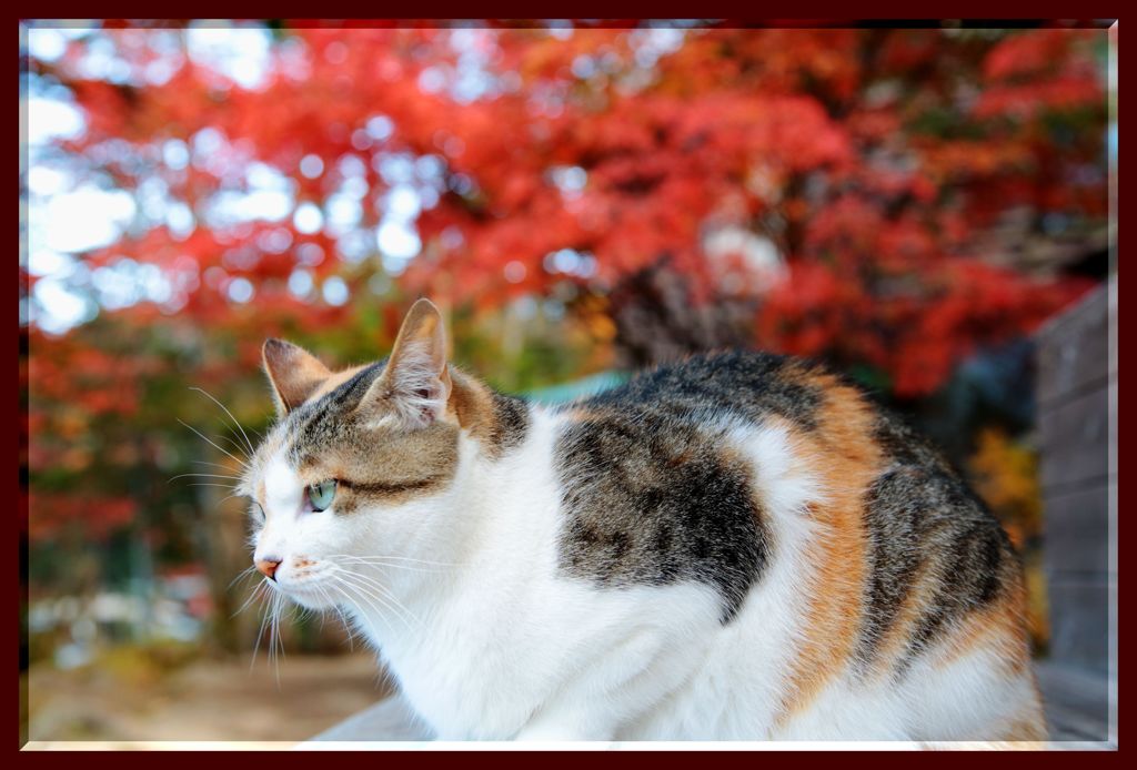 紅葉ねこ