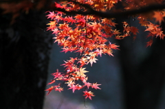 晩秋に光射して～紅葉Ⅱ～