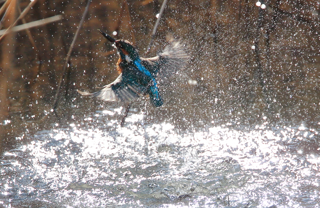 SPLASH