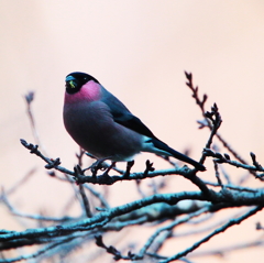 寺家冬の野鳥図鑑XI～最近うそを覚えました～