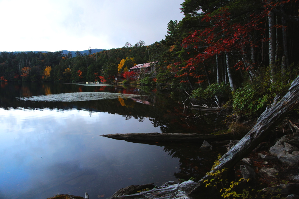 静かな湖畔の森の影