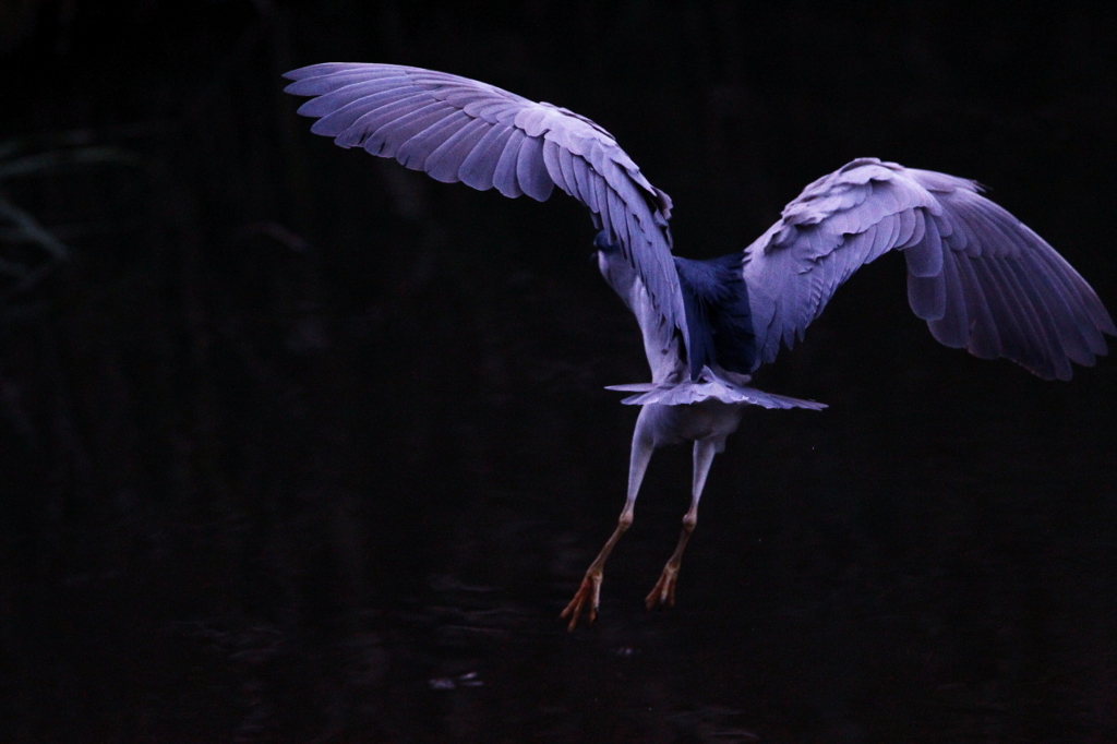 妖しの鳥 By Mimiclara Id 写真共有サイト Photohito