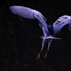 妖しの鳥