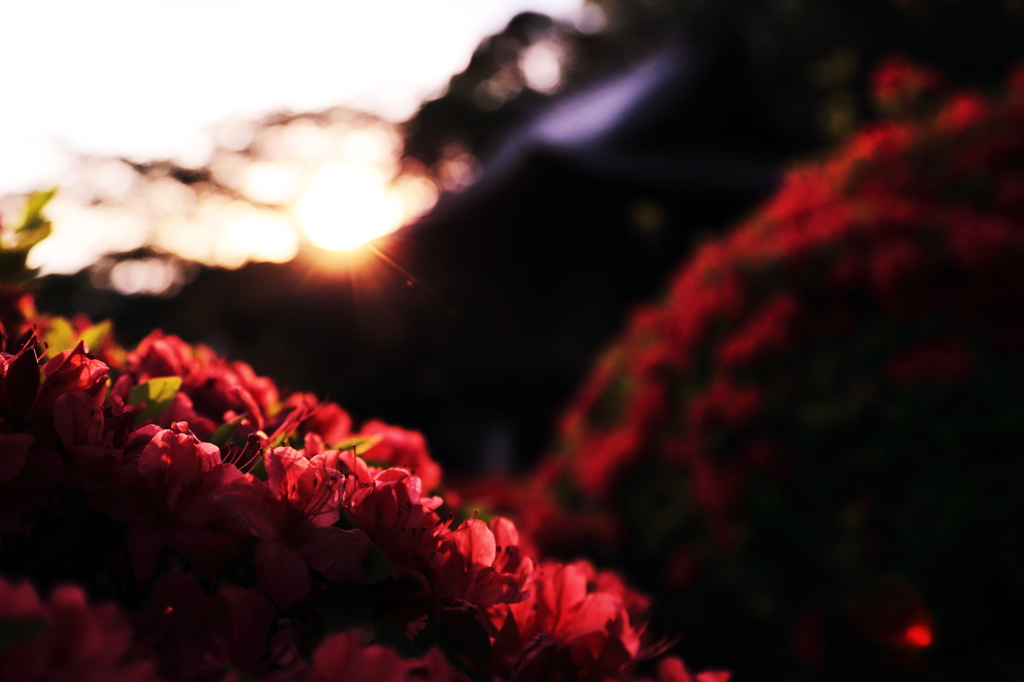 夕映えのつつじ寺