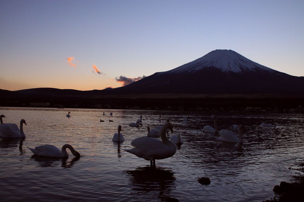 白鳥の湖