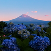 紫陽花とほんのり赤富士