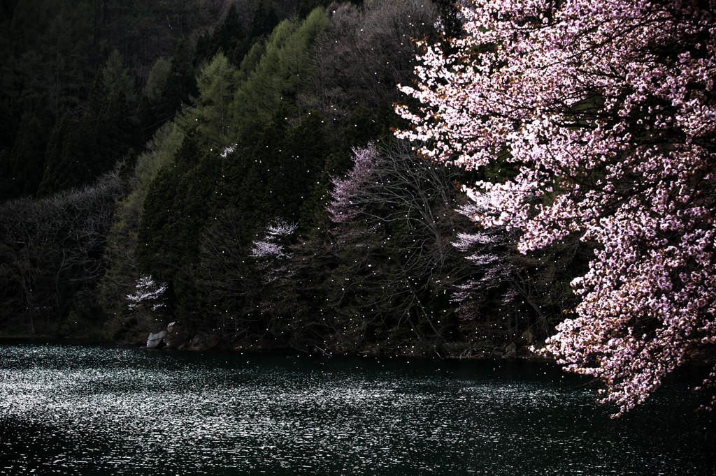 桜・・・小雪^^!