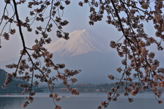 sakura frame