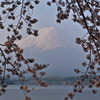 sakura frame