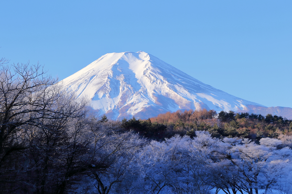 霧氷と富士