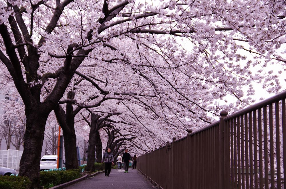 桜回廊