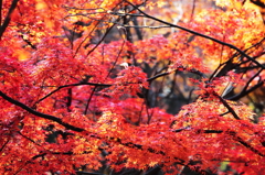 晩秋に光射して～紅葉～