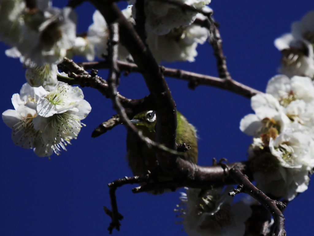 野鳥撮影の鉄則は・・・・