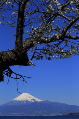 古桜と駿河の海と冨士