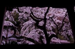 桜見窓
