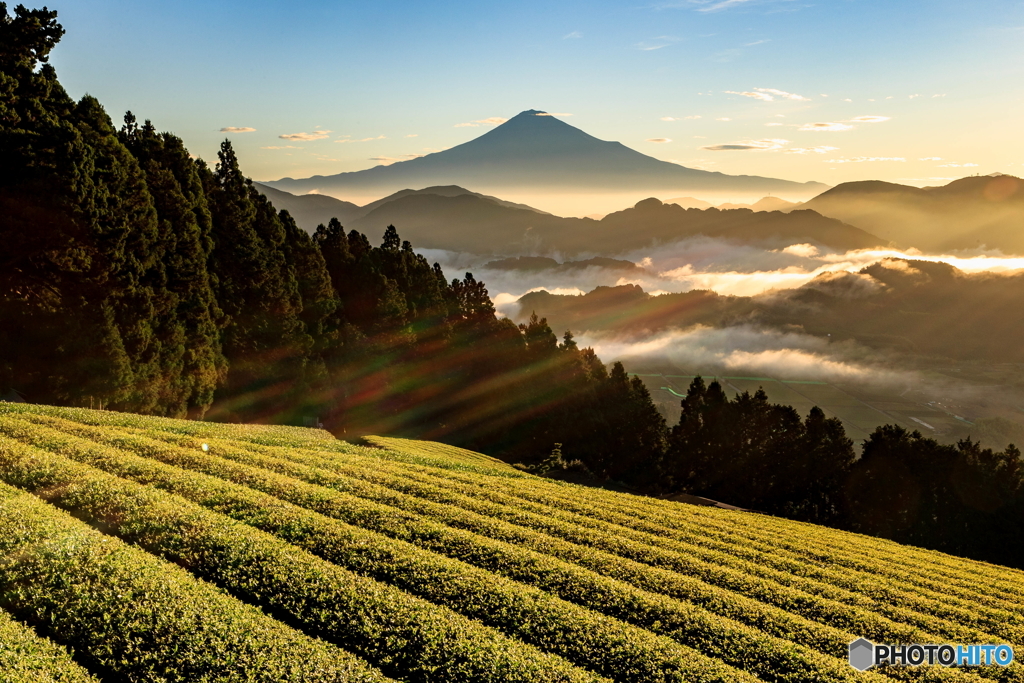 茶葉に光