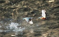 カワセミ　composite＆hdr