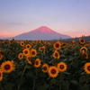 赤富士とひまわり