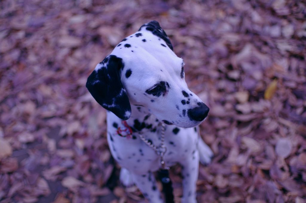 目線をそらす犬