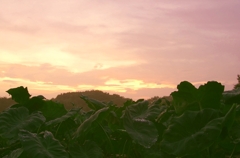 里芋畑で夕陽をつかまえて＾＾