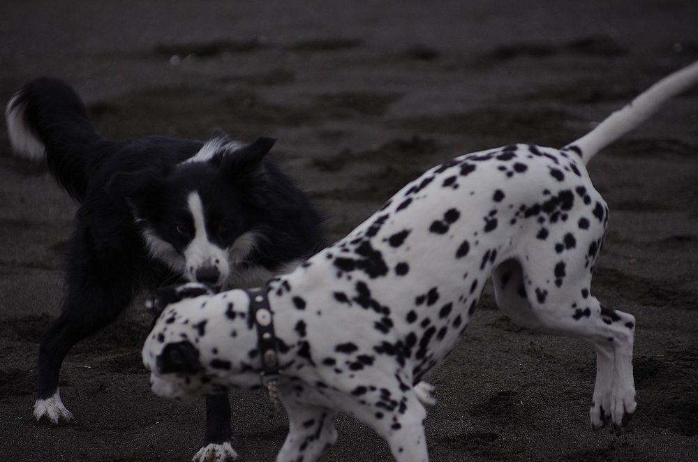 beach battle