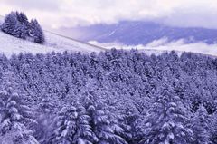 雪化粧のアカマツ