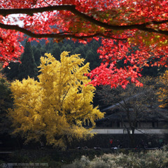 AutumnColor