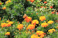花公園６