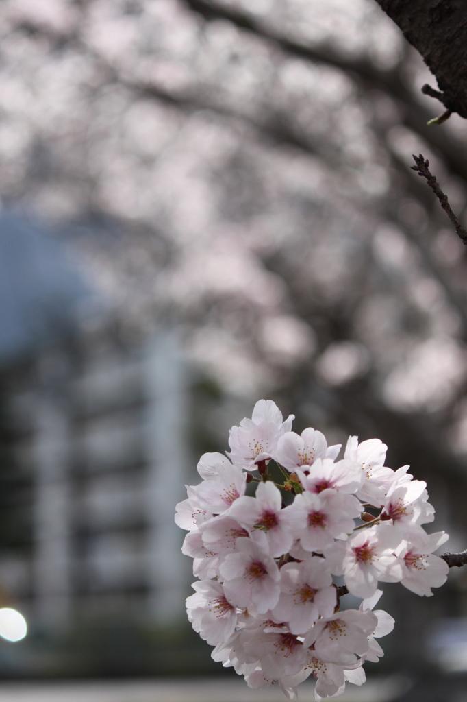 桜2014 (1/5)