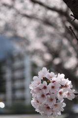 桜2014 (1/5)